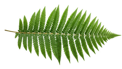 Green fern frond isolated PNG on transparent background, lush foliage with detailed leaf structure for botanical design elements © Nicolae