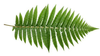 Green fern frond isolated PNG on transparent background, lush foliage with detailed leaf structure for botanical design elements