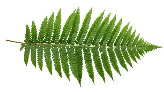 Green fern frond isolated PNG on transparent background, lush foliage with detailed leaf structure for botanical design elements