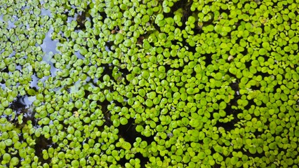 Green duckweed covering water surface.Close-up of a small aquatic fern densely covering the water surface in a bright green raft, with tiny water droplets clinging to the surface. Green duckweed float