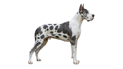Harlequin Great Dane standing isolated PNG, large dog breed with spotted coat pattern on transparent background, purebred canine