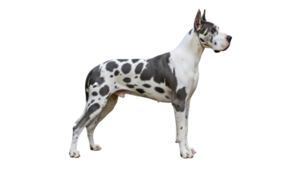 Harlequin Great Dane standing isolated PNG, large dog breed with spotted coat pattern on transparent background, purebred canine