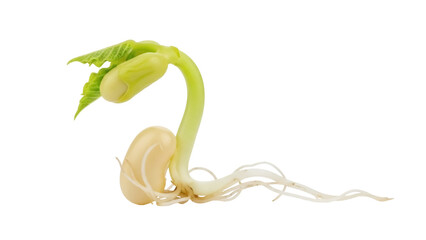 Bean sprout isolated PNG, young plant with roots and leaves on transparent background, seedling germination for agriculture and gardening