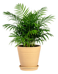 Obraz premium A healthy potted Areca palm plant with Kentia fronds. transparent background png