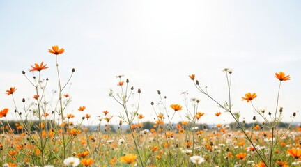 Sunlit wildflowers in a vibrant meadow under blue skies, with orange and yellow blooms. Use: travel blog hero image, botanical garden brochure.
