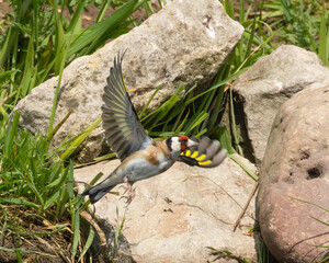 Goldfinch taking flight from a pond side.