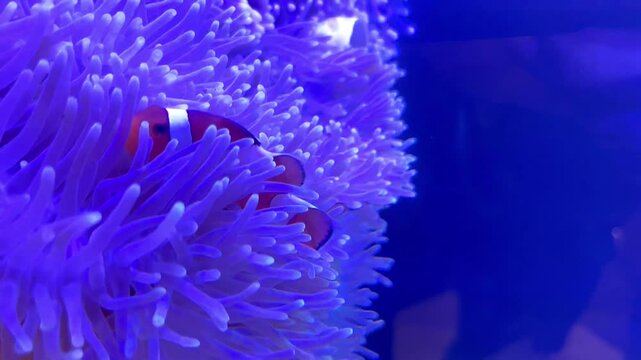 Clownfish swimming in sea anemone, symbiotic relationship in tropical aquarium