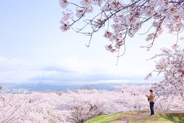五稜郭公園の桜