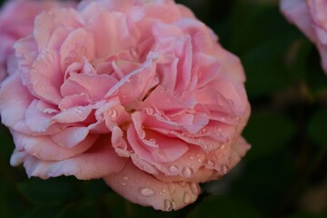 Obraz premium pink rose in the garden