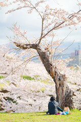 五稜郭公園の桜