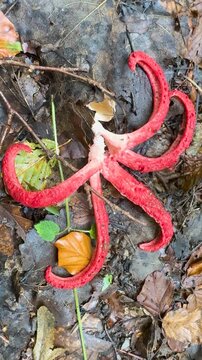 
Clathrus archeri , Anthurus archeri A red, stinking star-shaped mushroom, smelling of rotten meat, grows in the forests of the Carpathian Mountains of Ukraine and Europe.