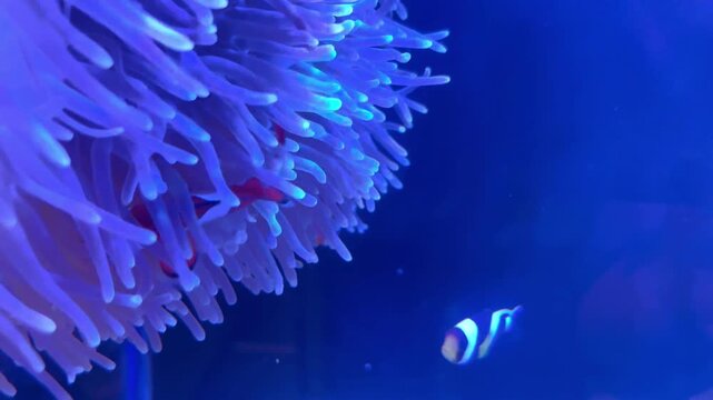 Clownfish swimming in sea anemone, symbiotic relationship in tropical aquarium