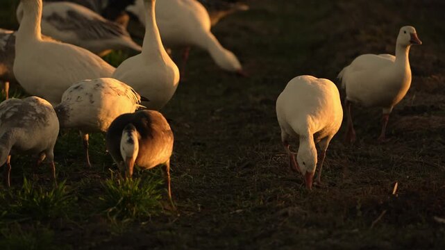 a flock of snow geese in the field at sunset light