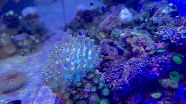 saltwater aquarium featuring colorful moving coral reefs
