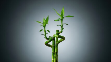 Two green lucky bamboo stalks with vibrant leaves, against a grey gradient background