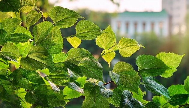 shiny green mulberry leaves close up tchaikovsky square novorossiysk platanifolia park