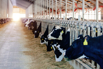 Diary cows in modern free livestock stall, selective focus