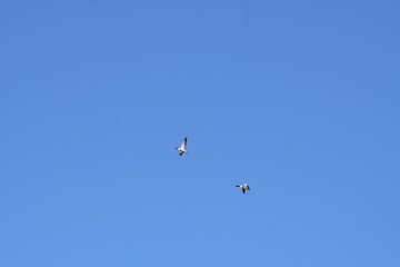 Pair of birds flying in clear blue sky