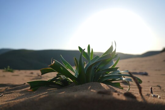 Succulent plant growing in limnos island sand dunes