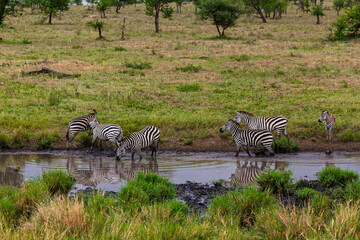 Serengeti National Park, Tanzania: Zebra Herd Drinking at a Savannah Waterhole