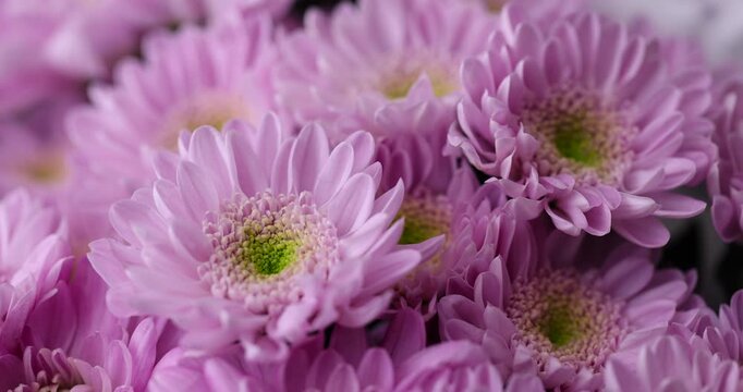 beautiful chrysanthemums gathered in large quantities in a bouquet for giving on holidays, a huge bouquet with bright, fresh and fragrant chrysanthemums