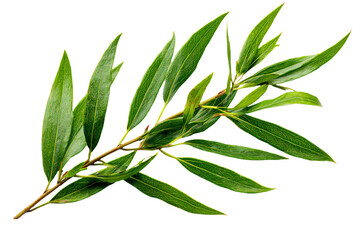 Close-Up of Fresh Green Eucalyptus Leaves