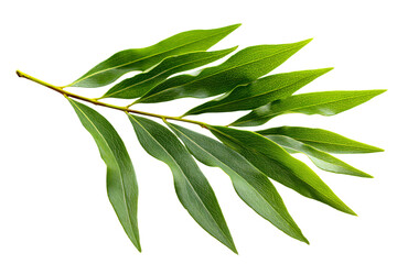 Eucalyptus Leaves on White Background