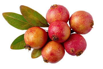 Fresh Red Pomegranates with Green Leaves