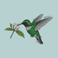Obraz premium Green hummingbird drinking from white flower.