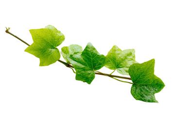 Fresh Green Ivy Leaves on Branch