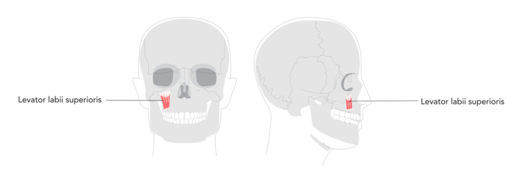 Levator labii superioris - Human facial muscle shown in anatomy chart, elevates the upper lip enabling snarling or showing teeth, essential in anatomy education and clinical settings