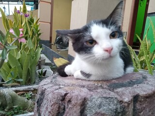 Adorable black and white kitten peeking over a textured ledge, looking curious with bright eyes in natural light, cozy home background.