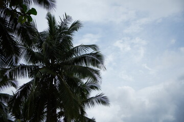 Palm trees against cloudy sky with gentle movement of leaves and calm tropical atmosphere