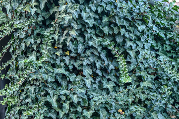Common ivy leaves on the building.
