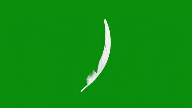 A white feather stands alone on a Green Screen22 background