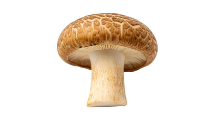 Fresh raw mushroom isolated on white background, a healthy organic forest fungus ingredient with a brown cap and natural autumn texture for vegetarian food cooking