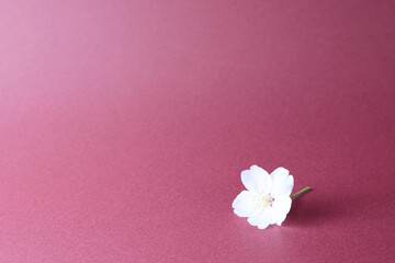 桜の花と紅の背景