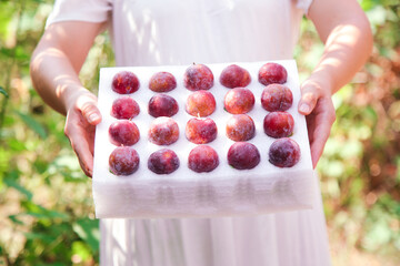 Fresh Red Plums in Hands at Alpine Orchard Harvest