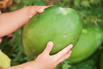 Fresh Green Kate Mango Panzhihua Sichuan - Hand Holding Ripe Fruit