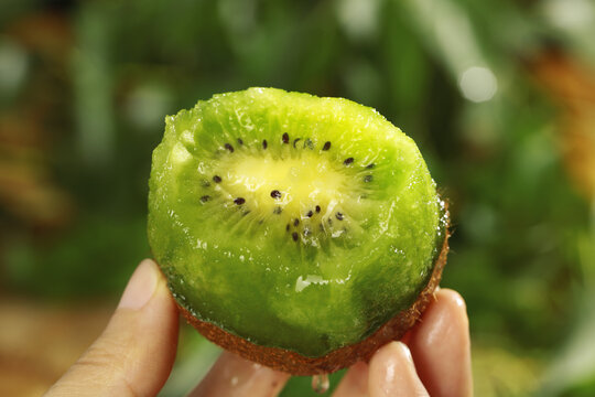 Fresh Green Kiwi Fruit Cross-Section with Water Droplets