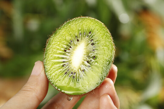 Fresh Green Kiwifruit Slice in Hand with Water Droplets
