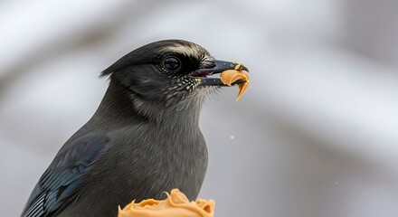 A Stellers Jay Bird Eating Peanut Butter from a Feeder.