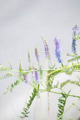 日を浴びているクサフジの花