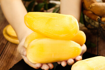 Fresh Yellow Mangoes in Hand - Yunnan Tropical Fruit Production