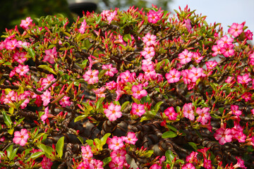 Obraz premium Adenium obesum, Pink desert rose flowers in full bloom.