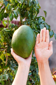 Fresh Green Mango from Panzhihua, Sichuan Province