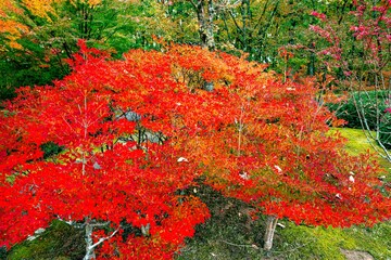 日田市西有田の紅葉
