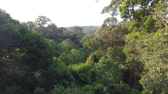 hutan kota