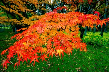 日田市西有田の紅葉
