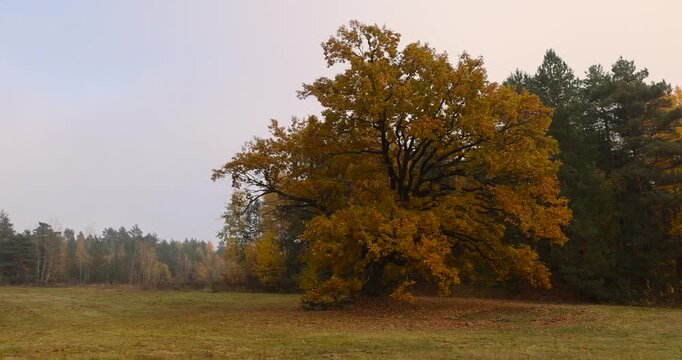 beautiful yellow and orange foliage of one oak tree growing in the field during the autumn season, cloudy weather in mid-autumn before leaf fall